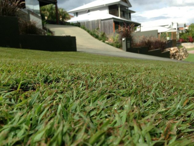 Natural Turf - Turf Green
